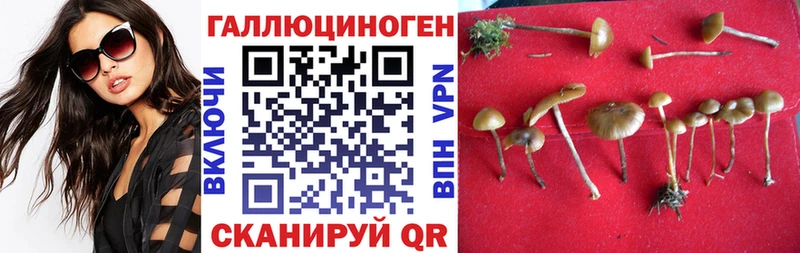 дарк нет официальный сайт  Холм  Псилоцибиновые грибы Magic Shrooms  где продают наркотики 